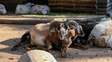 linda oveja y cabras en el granja foto