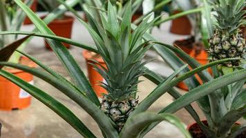 Small Pineapple growing in the greenhouse close up photo