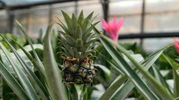 Small Pineapple growing in the greenhouse close up photo