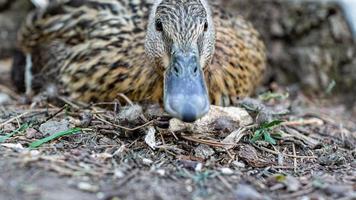 Duck portrait in the zoo photo