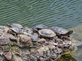 Turtles resting on rocks in the park photo