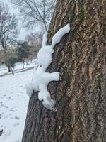 Snow rabbit on a tree trunk photo