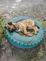 Vagabundo perro dormido en el calle foto