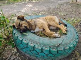 Vagabundo perro dormido en el calle foto
