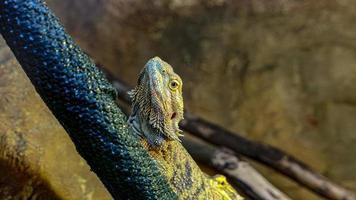 Lizard portrait in the zoo photo