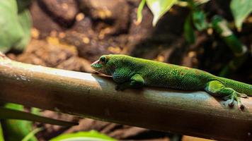 Lizard portrait in the zoo photo
