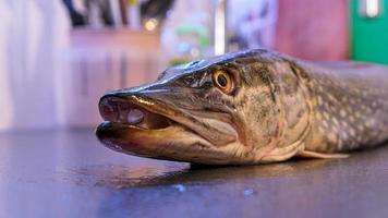 The northern pike simply pike or luce Freshwater fish photo