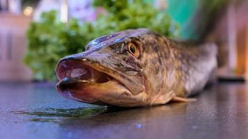 el del Norte lucio simplemente lucio o luce agua dulce pescado foto