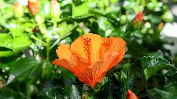 Beautiful hibiscus flowers photo