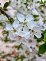 hermosa sakura flores foto