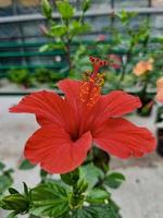 hermosas flores de hibisco foto