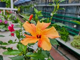 Beautiful hibiscus flowers photo