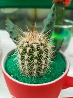 Miniature home flowers succulents and cactus in the greenhouse Nature background photo