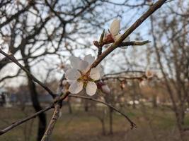 Beautiful sakura flowers photo