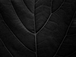 Close up of Green leaf texture background photo