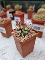 Miniature home flowers succulents and cactus in the greenhouse Nature background photo