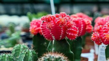 miniatura hogar flores suculentas y cactus en el invernadero naturaleza antecedentes foto