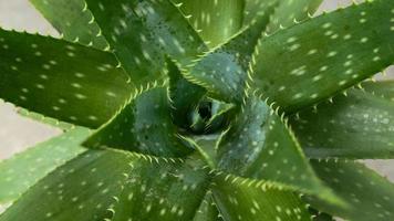 miniatura hogar flores suculentas y cactus en el invernadero naturaleza antecedentes foto