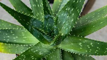 miniatura hogar flores suculentas y cactus en el invernadero naturaleza antecedentes foto