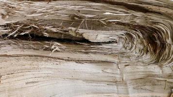 Surface of brown wood texture with old natural pattern photo