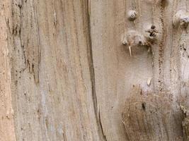 Surface of brown wood texture with old natural pattern photo