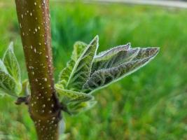 Green leaves wall background wild grapes foliage texture photo