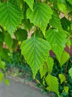 Green leaves wall background wild grapes foliage texture photo