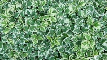 Green leaves wall background wild grapes foliage texture photo