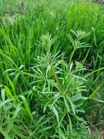 Green grass nature background landscape photo