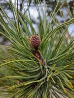 Conifer with cone green nature background photo