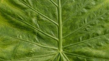 Cerca de la textura de la hoja verde foto