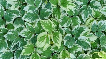 Green leaves wall background wild grapes foliage texture photo