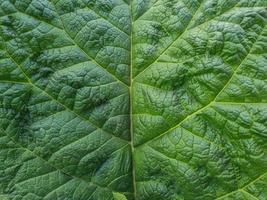 Close up of Green leaf texture photo