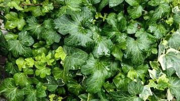 Green leaves wall background wild grapes foliage texture photo