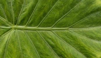 Close up of Green leaf texture photo