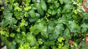 Green leaves wall background wild grapes foliage texture photo