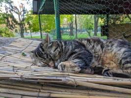 Homeless cat in the street portrait photo