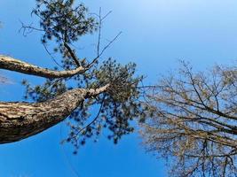 Looking Up View At Trees Green photo