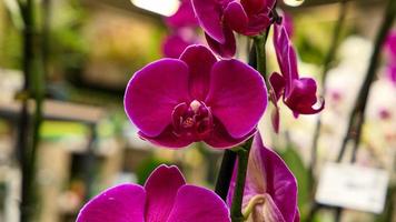 Beautiful phalaenopsis orchids photo