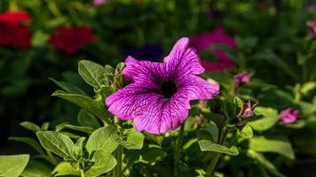 Beautiful petunia flowers photo