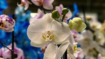 hermosa phalaenopsis orquídeas foto