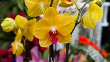 hermosa phalaenopsis orquídeas foto