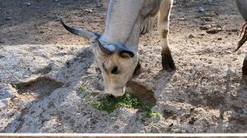 Beautiful cow portrait in the zoo photo