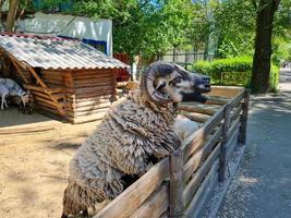 linda oveja y cabras en el granja foto