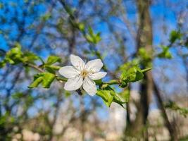 hermosa sakura flores foto