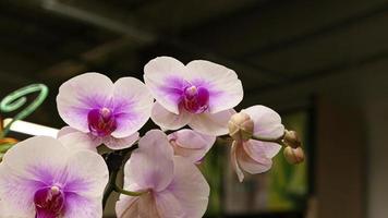 Beautiful phalaenopsis orchids photo