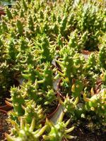 miniatura hogar flores suculentas y cactus en el invernadero naturaleza antecedentes foto