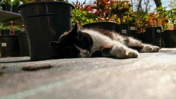 Homeless cat in the street portrait photo