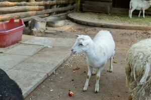 Cute sheep and goats on the farm photo