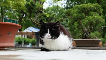 Homeless cat in the street portrait photo